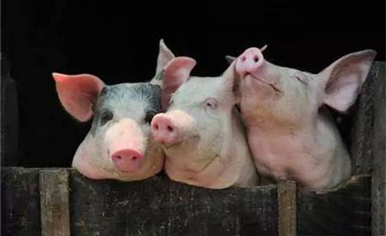 2018年開征環保稅 南豬北移正在悄然進行