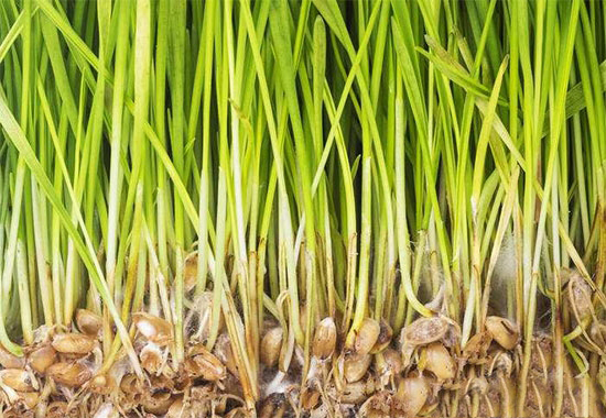 巧妙飼喂補充畜禽冬季缺乏的維生素