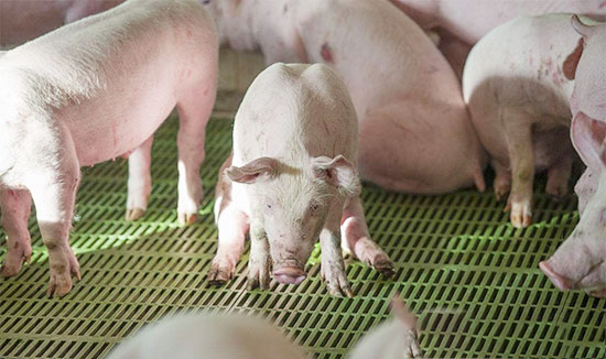 為什麼斷奶仔豬最容易發生腹瀉