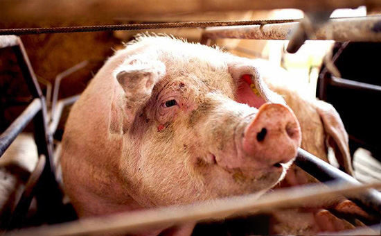 2018年的豬價将會怎麼走？