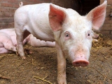 豬長期厭食消瘦怎麼辦？