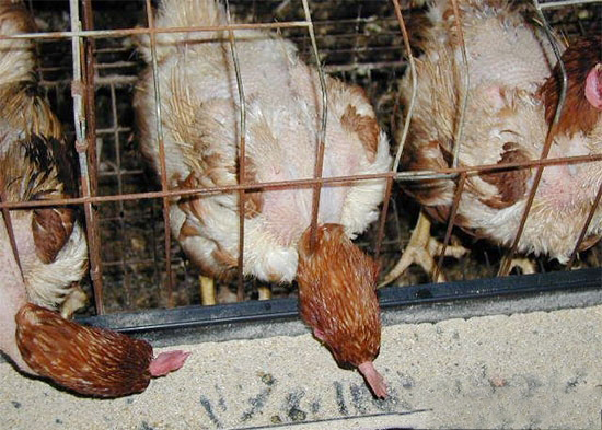 蛋雞掉毛的誘因及防治辦法