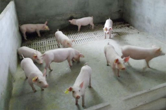 豬舍水泥地面的弊病及處理方法