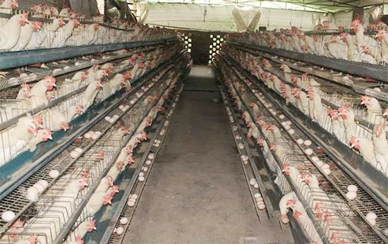 蛋雞轉群有學問