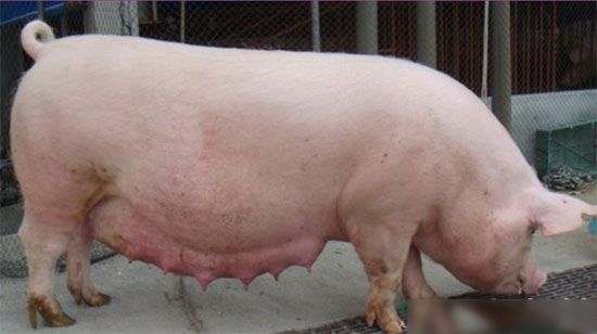 沒有B超、試劑，用這六招判斷母豬是否已懷孕