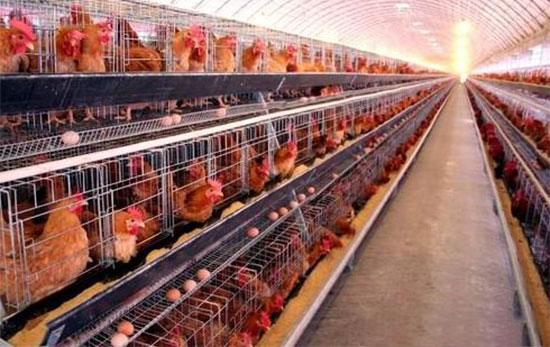 越冬蛋雞高産技術措施