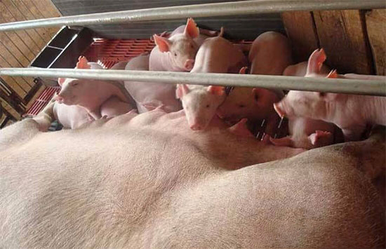 仔豬腹瀉治療五步法