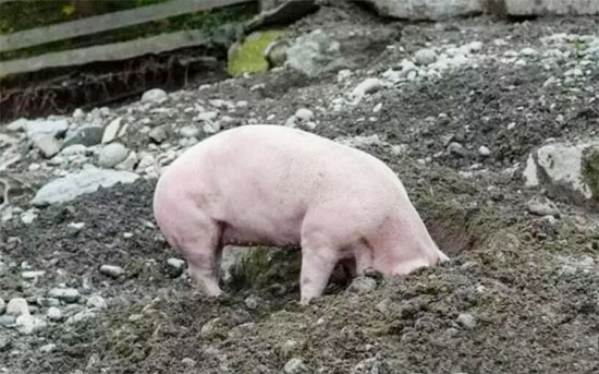 “老配早，小配晚，不老不小配中間”到底是啥意思？