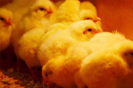 冬春育雛雞如何防缺氧