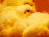 冬春育雛雞如何防缺氧