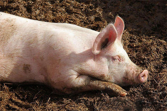 2025年東北豬場或将成為中國最大的生豬來源地