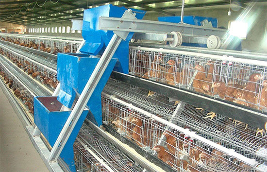 養雞,持續給料危害大!