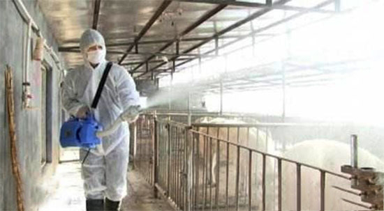 豬場消毒藥那麼多？你選對了嗎？