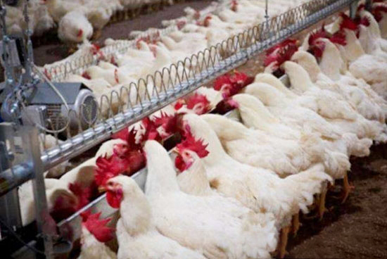 告訴你一個真實的白羽肉雞産業