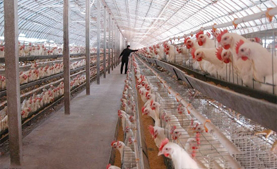 暴雪過後養雞的三大細節管理