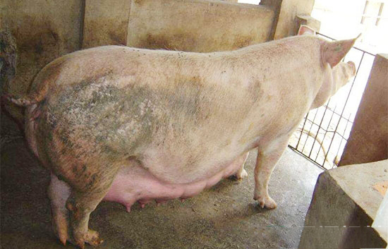 母豬淘汰的幾項原則