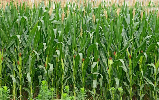 2018年要拿玉米種植者補貼！必須知道這五點