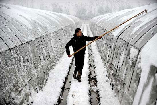 寒冷風雪災害下畜禽養殖的應急預案