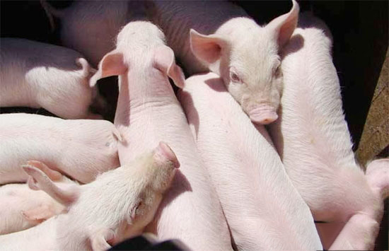 仔豬低血糖怎樣防治?