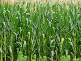 2018年要拿玉米種植者補貼!必須知道這五點