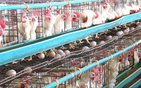 蛋雞生理腹瀉的原因與防治