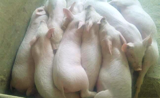 豬體溫下降是什麼原因?怎樣救治?