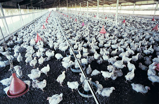 雞群發病期間的管理