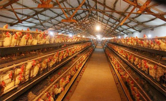 雞舍利用集糞溝高效清理糞便