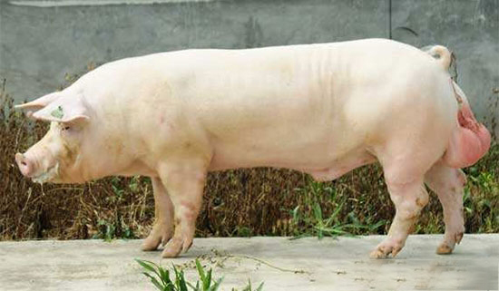 種公豬虛脫的治療方法