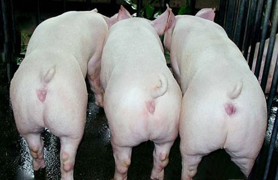 新引進種母豬的飼養管理