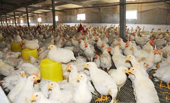 影響肉雞養殖成功的因素——溫差