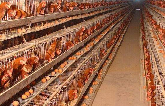 六大措施提高蛋雞冬春季産蛋率