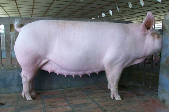 母豬假懷孕的病因及防治