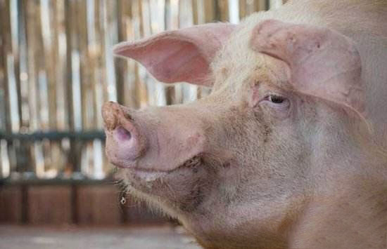 20年養豬高手總結的10大養豬技巧