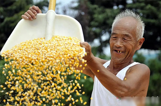 農業部:2018年不宜盲目擴大玉米種植,避免增産不增收