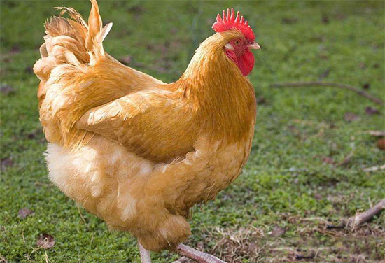 家禽呼吸道病判斷方法