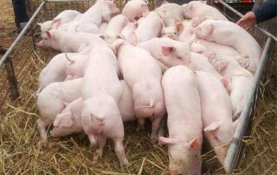 怎麼才能挑選到優良仔豬呢?