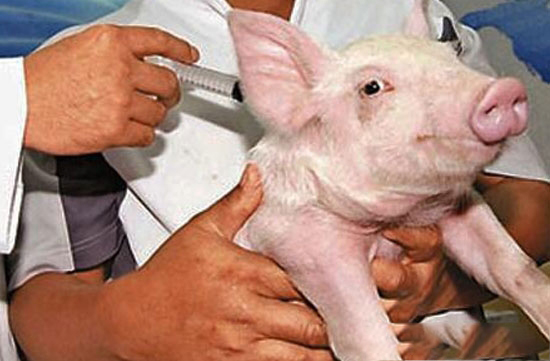 2018年強制免疫計劃出爐