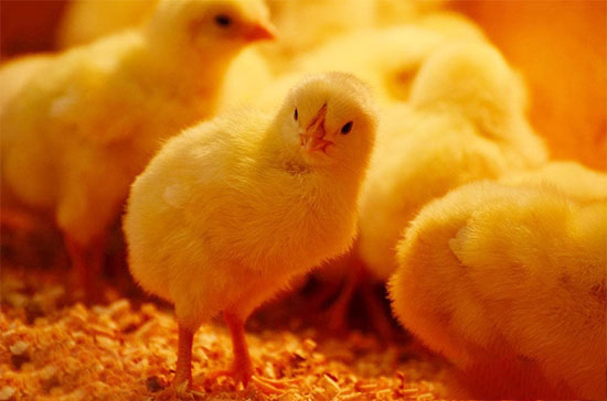 冬春育雛雞如何防缺氧