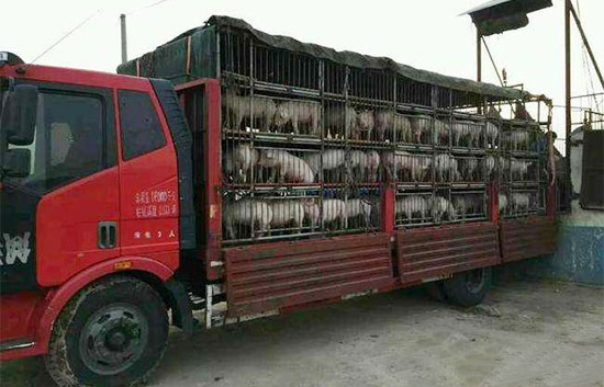 仔豬外購運輸大規模發病怎麼預防