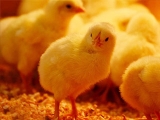 冬春育雛雞如何防缺氧
