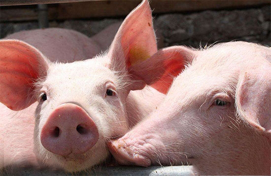 農業部再禁3種獸藥用于食品動物