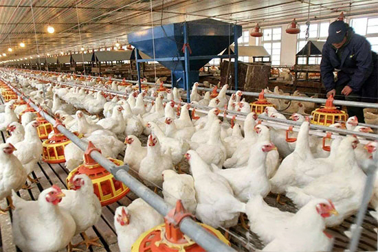 家禽的科學用藥,很多人都錯了