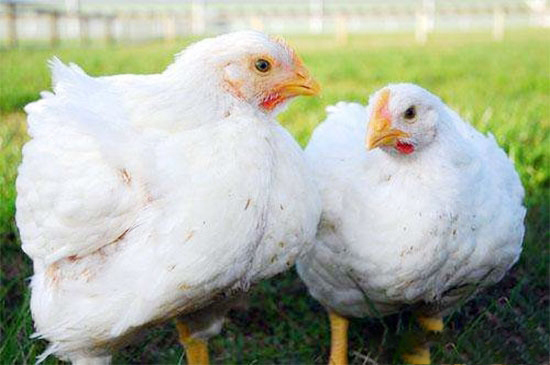 肉雞出現應激的原因及應對方法