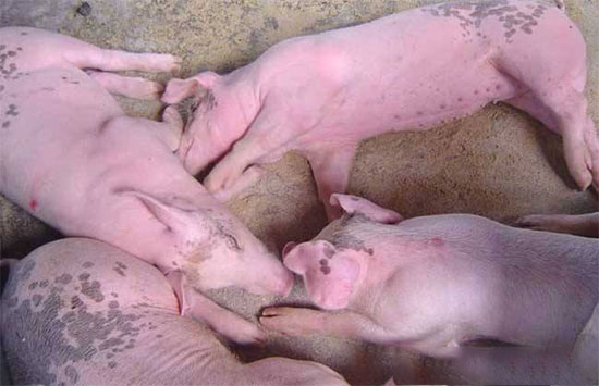 豬僞狂犬病的病原及防治措施