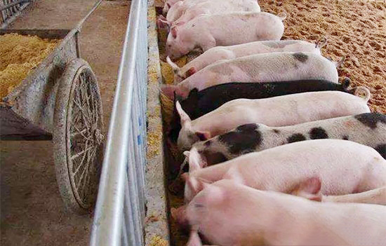 農業部：确保飼料安全 守住畜禽産品安全底線