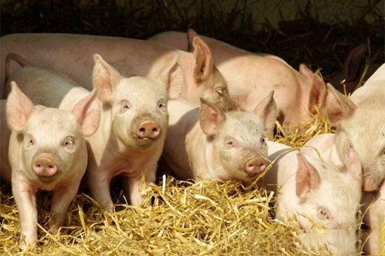 三看二查一問解決豬病診斷問題