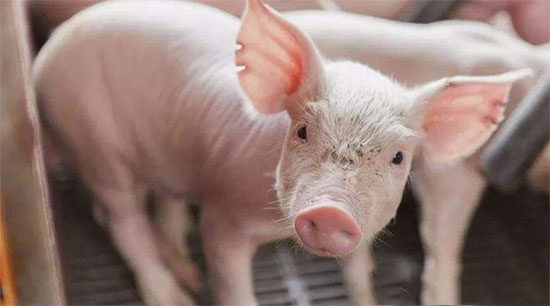 中央發話将大手筆發展養殖業