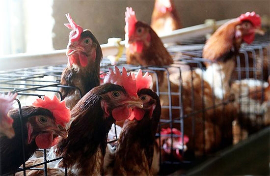 産蛋雞管理的幾項實用技術
