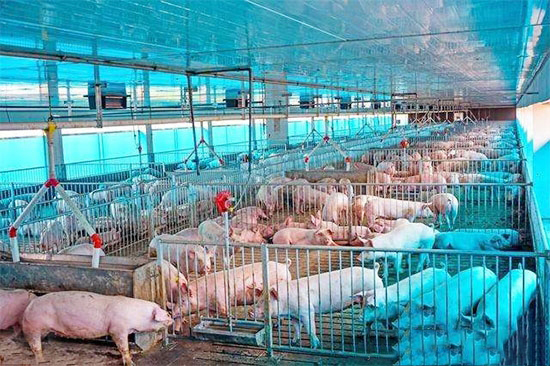 冬天豬為什麼長得慢？把這幾點做好可提前出欄半個月！